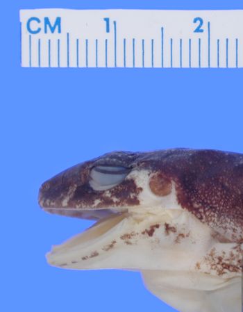 Media type: image; Herpetology A-43360